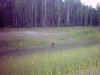 black bear.jpg (52001 bytes)
